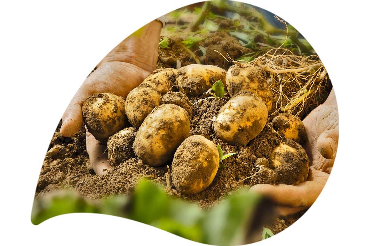 | festkochend Bio Kartoffel Morgentau
